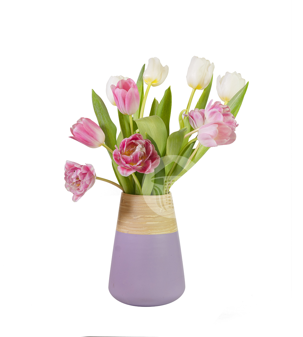 Bộ Sưu Tập Hoa Tulip